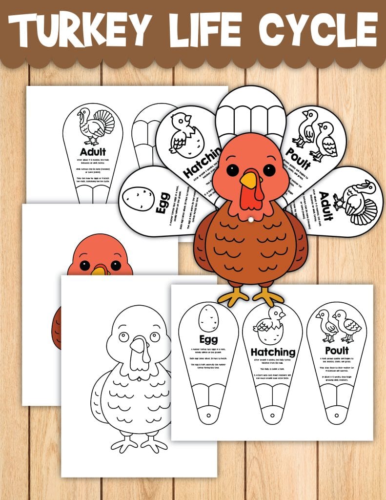 turkey life cycle printables mock-up images