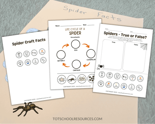 image of 3 printable spider activity pages